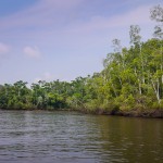 Sur les berge de la rivière à travers la mangrove